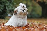 SHIH TZU 186